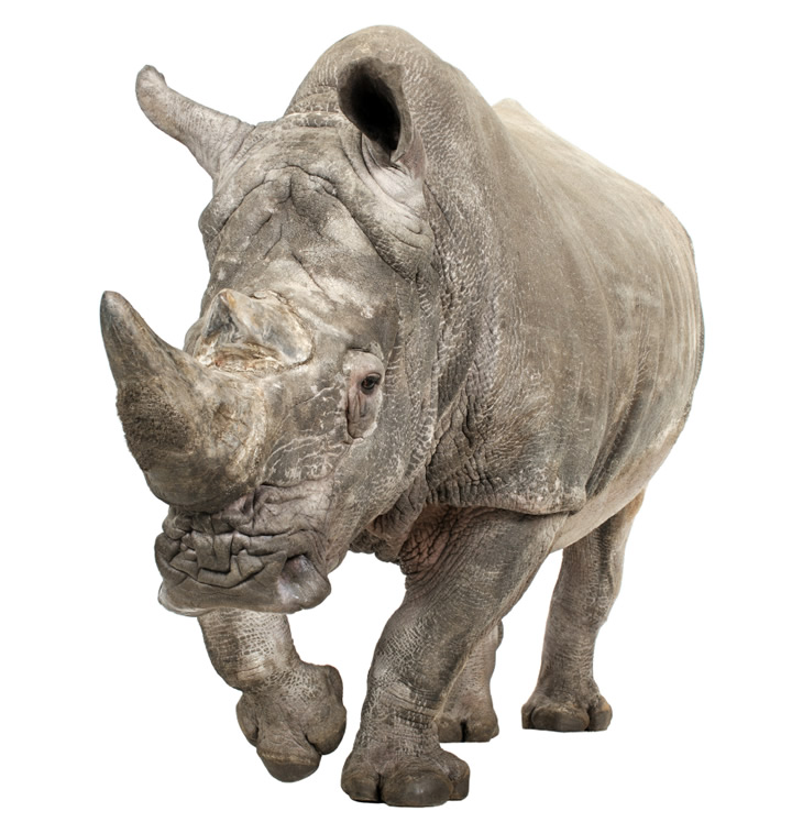 Rhino